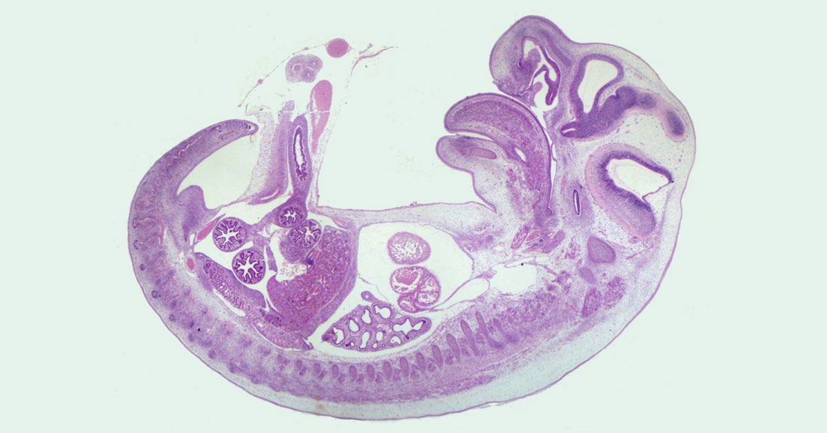 Embryology Internship Program