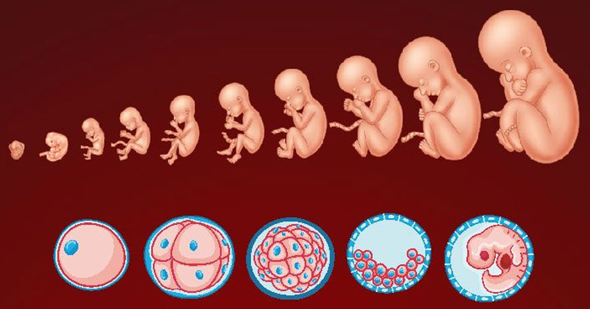 Embryology Program